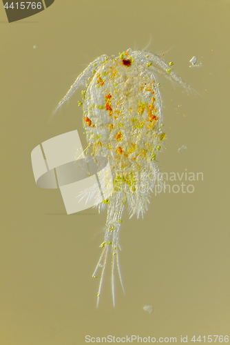 Image of Freshwater copepod (Cyclops)