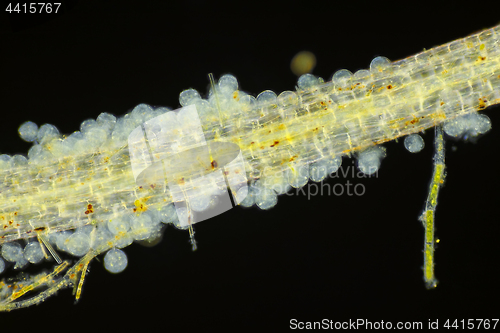 Image of Microscopic view of unspecified eggs on Common duckweed (Lemna m