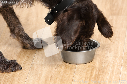 Image of dog eating food from a bowl