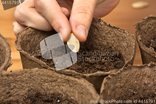 Image of hand planting seeds in the peat pot