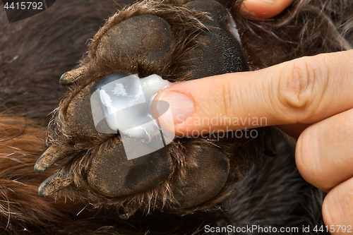 Image of hand smearing ointment to the paw of dog
