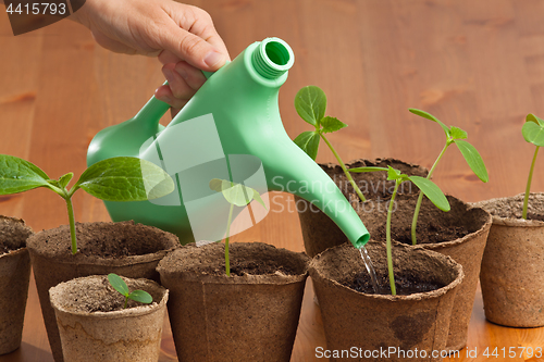 Image of hand watering seedlings of cucumber