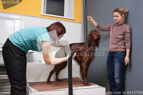 Image of pet groomer drying fur of dog