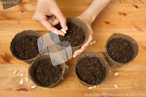 Image of hands planting seeds in the peat pot