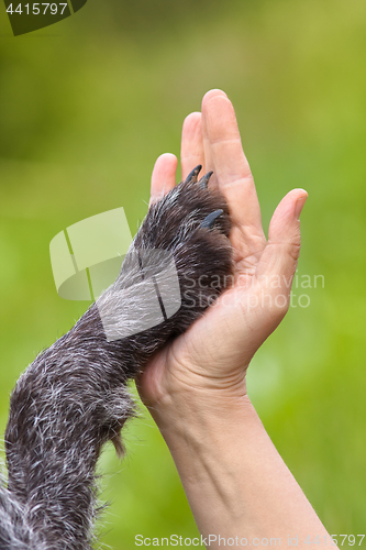 Image of hand and paw of dog