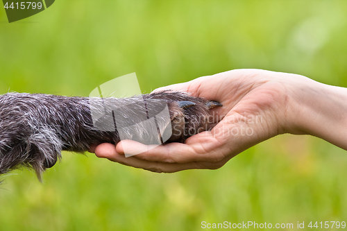 Image of hand holding a paw of dog