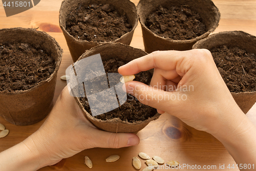 Image of hands of gardener planting seeds in the peat pot