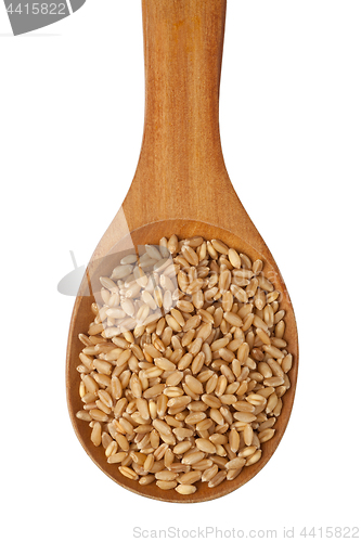 Image of Wheat grain in a spoon
