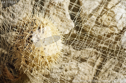 Image of Porcupine Fish