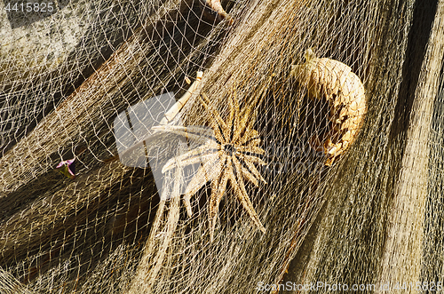 Image of Starfish