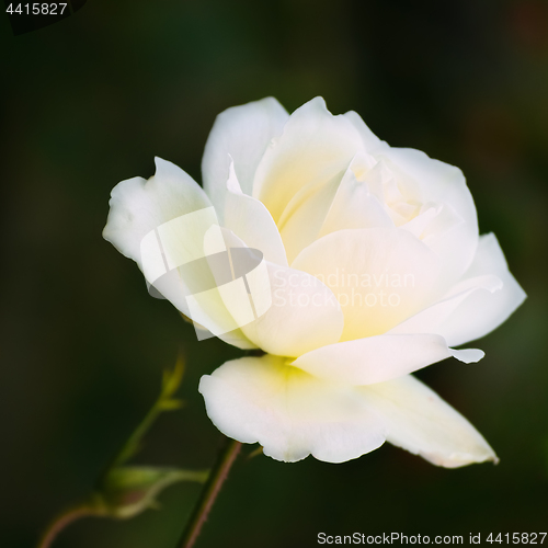 Image of Rose