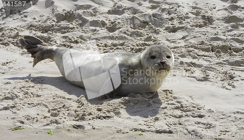 Image of Seal in the sand