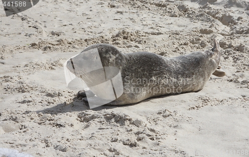 Image of Seal in the sand.