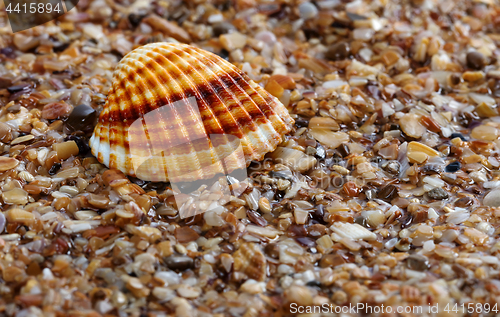 Image of Seashell anadara on wet sand