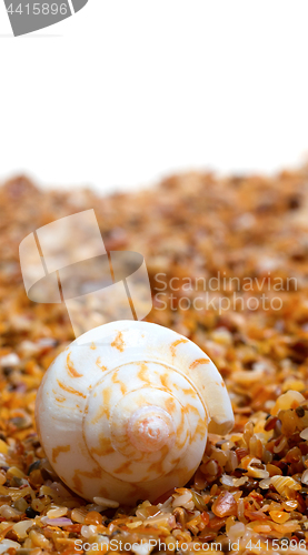 Image of Sunlight seashell on sand