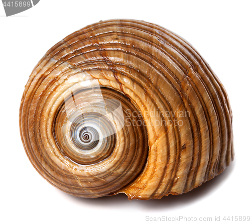 Image of Seashell of very large sea snail (Tonna galea or giant tun)