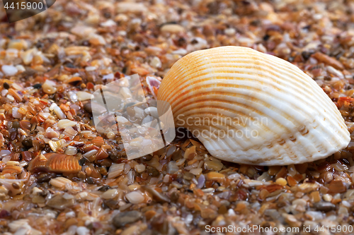 Image of Seashell on wet sand