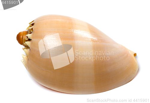 Image of Shell of Cymbiola