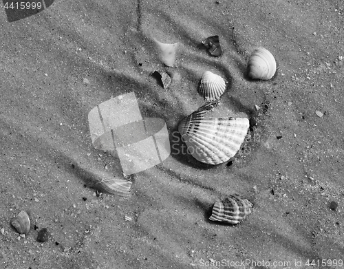 Image of Black and white broken seashells on wet sand beach at hot sun su