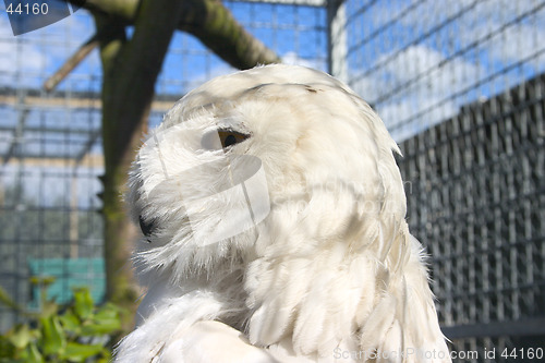 Image of Snowy Owl