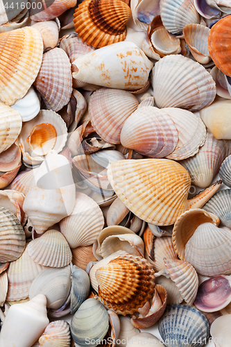 Image of Variety of seashells