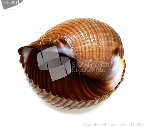 Image of Wet seashell of very large sea snail (Tonna galea or giant tun)