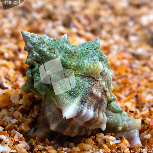 Image of Wet seashell on sand