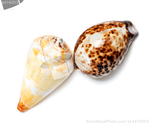 Image of Two exotic seashells