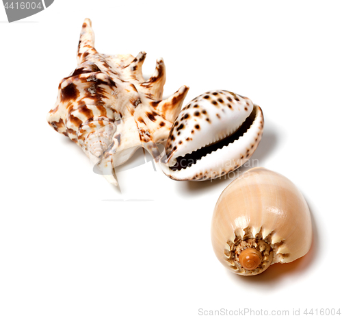 Image of Exotic seashells on white