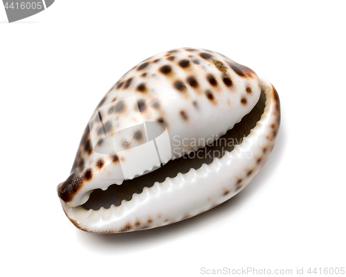 Image of Shell of Cypraea tigris