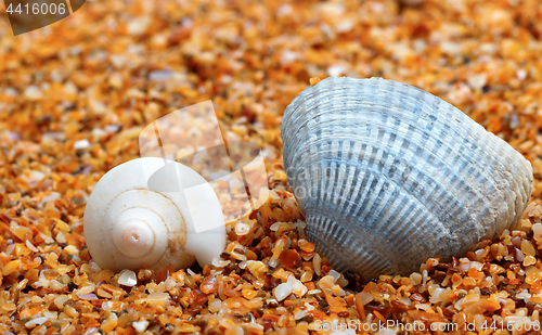 Image of Two seashell on sand 