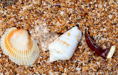 Image of Seashells and claw from crab on sand