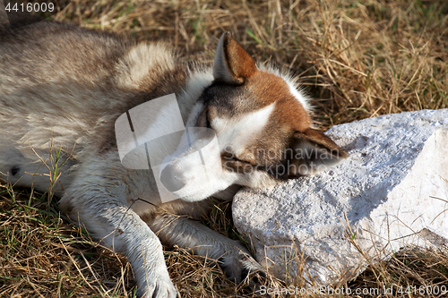 Image of Homeless dog sleeping on stone pillow