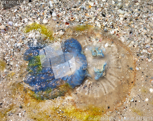 Image of Dead jellyfish (Rhizostoma) on sand beach