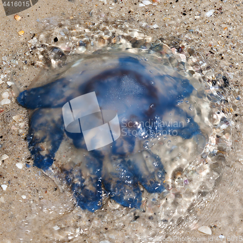 Image of Jellyfish (Rhizostoma) in water on sea shore