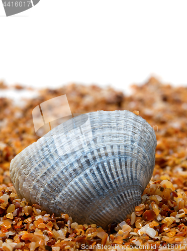 Image of Seashell on sand