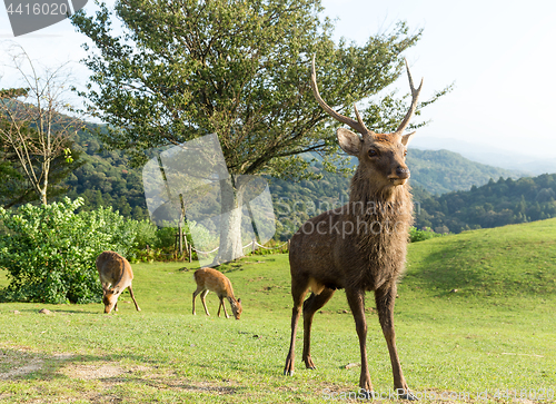 Image of Deer on mountain