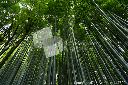 Image of Arashiyama Bamboo Forest in Kyoto