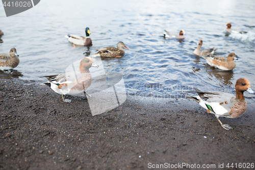 Image of Group of ducks in lake