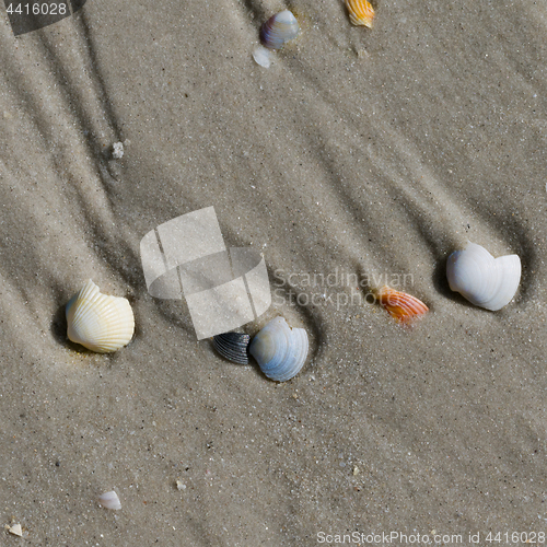 Image of Broken seashells on wet sand beach at summer day