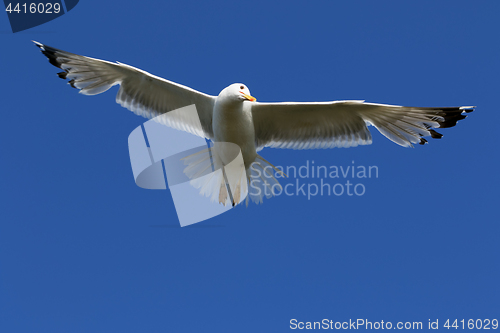 Image of Seagull flying in clear blue sky