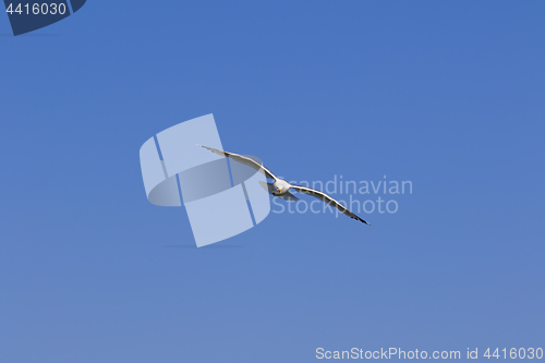 Image of Seagull hover in clear blue sky