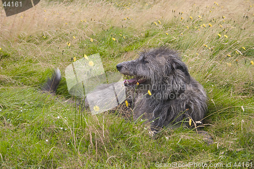 Image of Deerhound