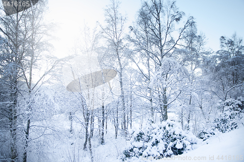 Image of Norwegian Winter