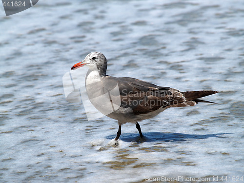 Image of seagull striding through foam of waves on beach