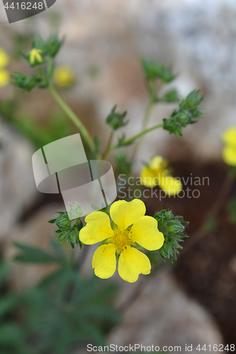 Image of Sulphur cinquefoil