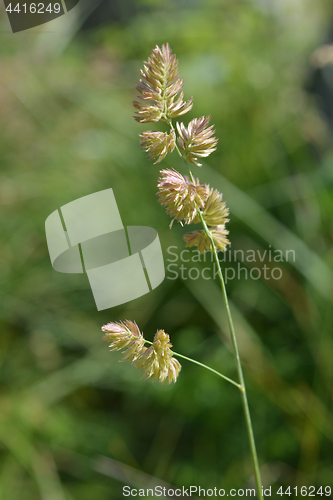 Image of Orchard grass