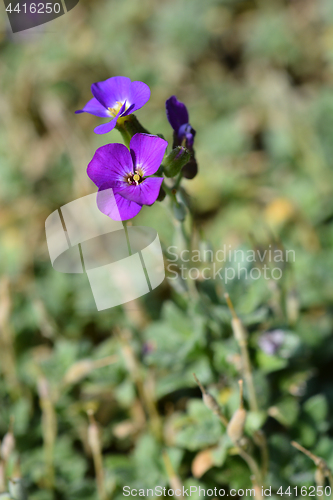 Image of Aubretia flowers