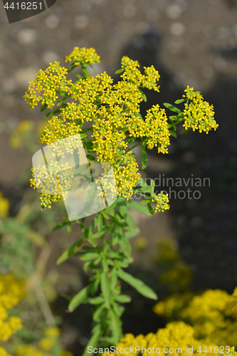 Image of Yellowtuft flower