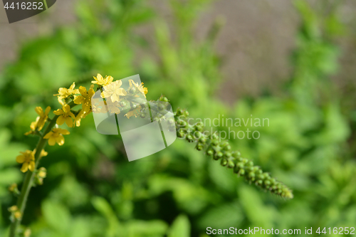 Image of Common agrimony flowers